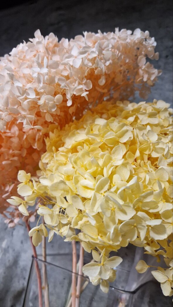 Сухоцвет Гортензия — изображение 1